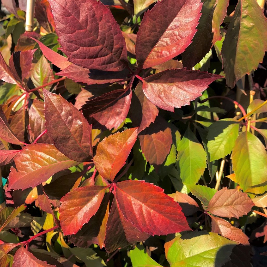 Virginia Creeper 1 gal