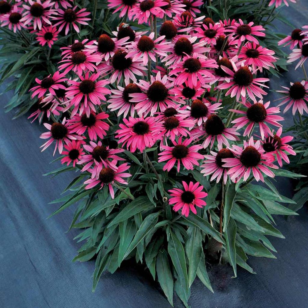 Echinacea Dark Shadows Wicked Qt