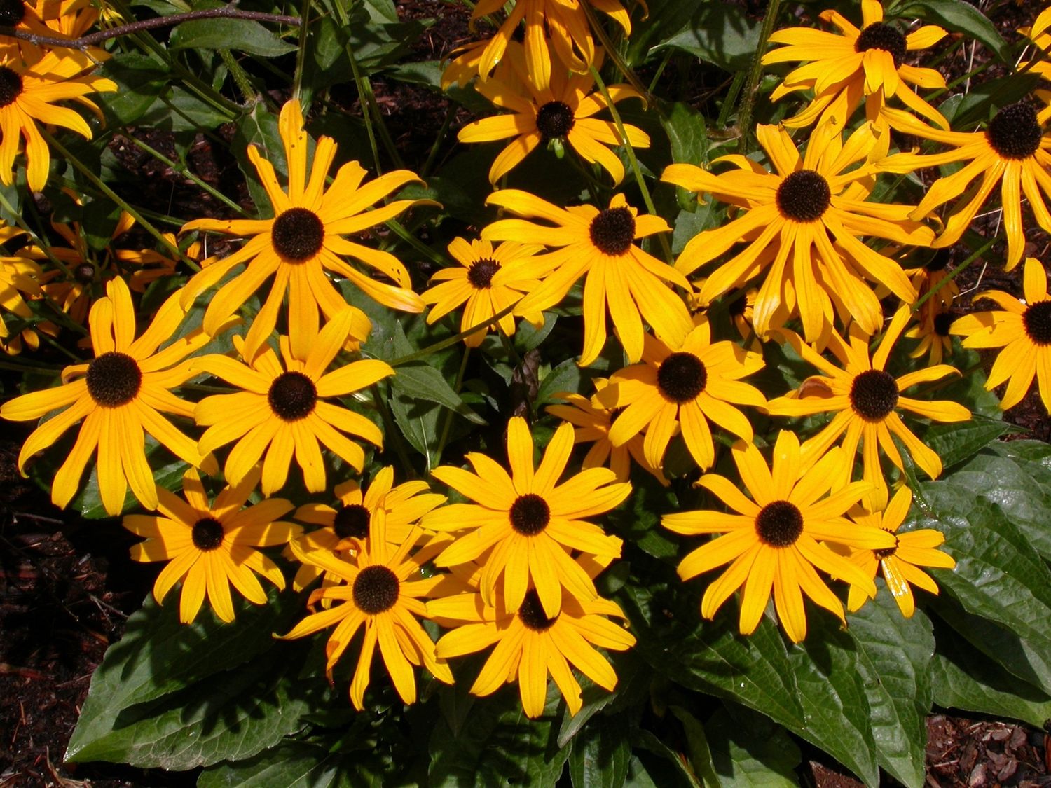 Rudbeckia Goldsturm Qt