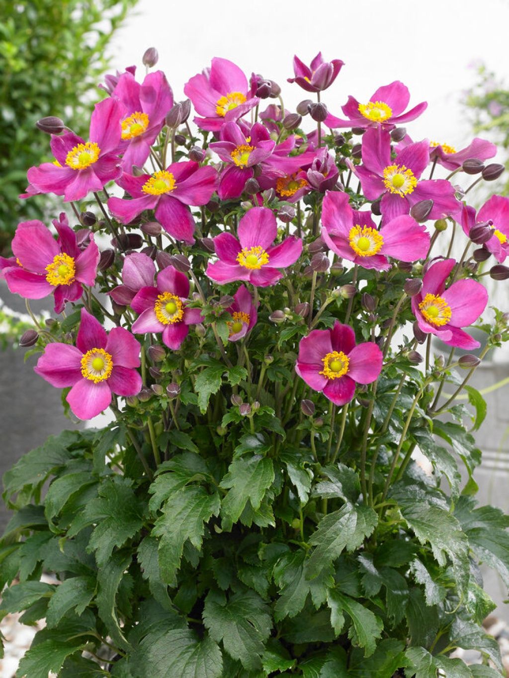 Anemone Red Riding Hood 1 gal