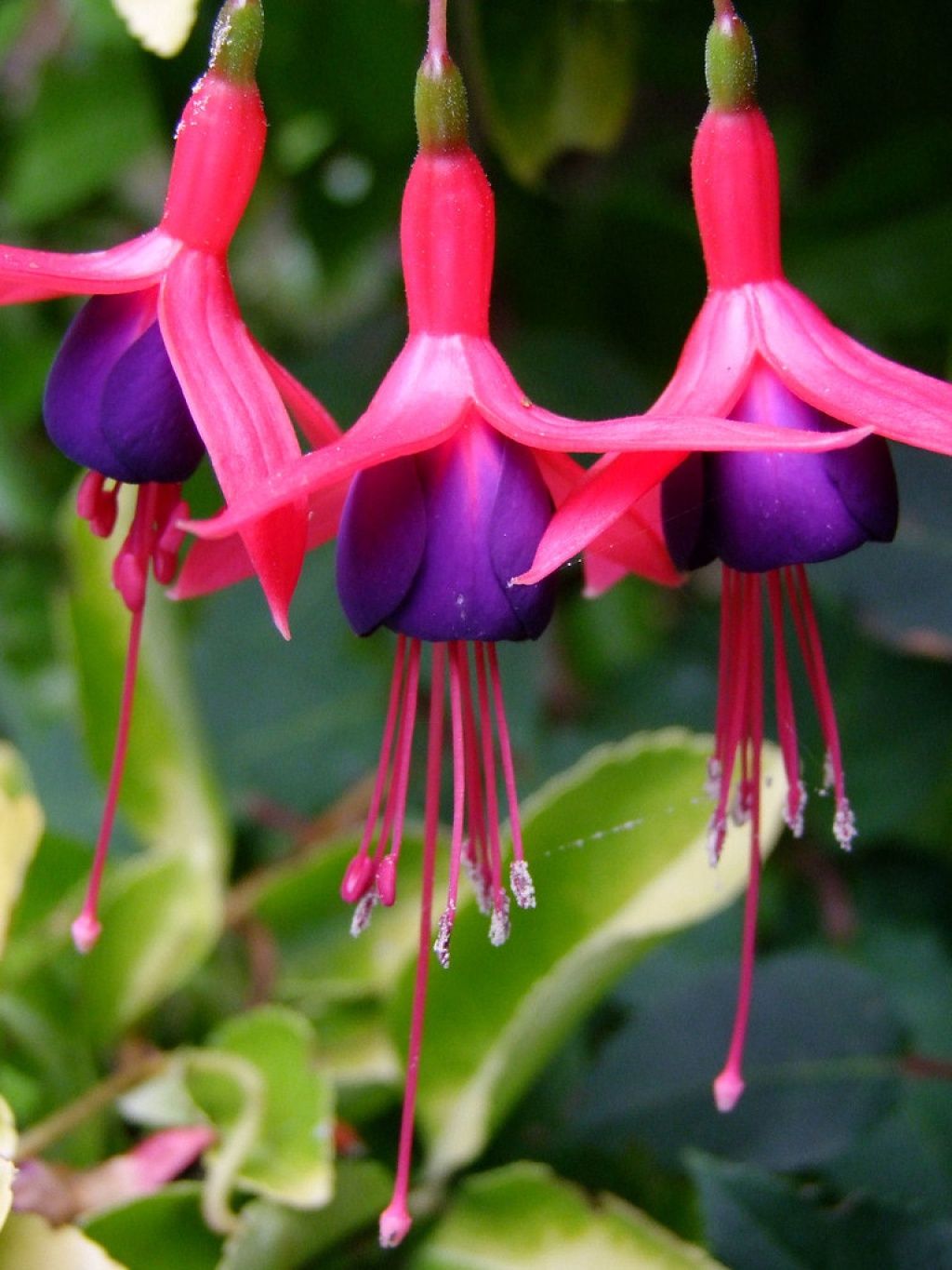 Fuchsia Mrs. Popple 1 gal