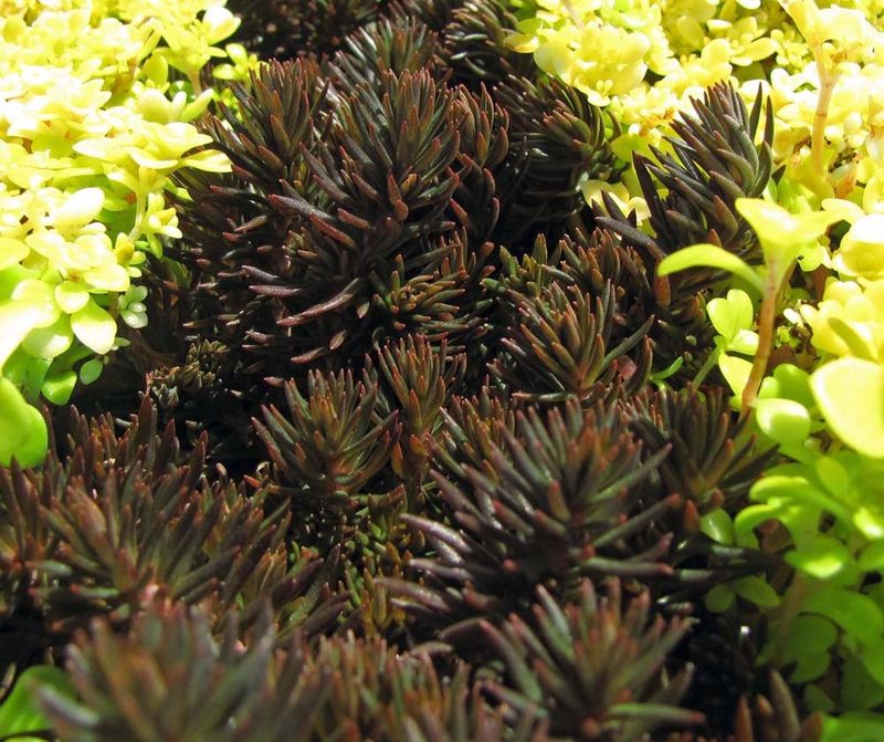 Sedum Chocolate Ball 4"