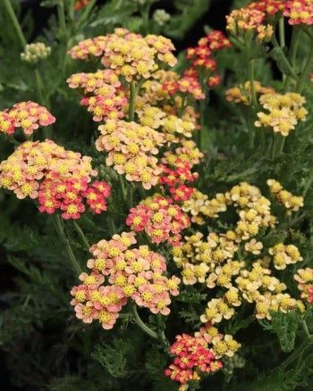 Yarrow Milly Rock Yellow Terrcotta 1 gal