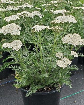 Yarrow New Vintage Balvinwite 1 gal