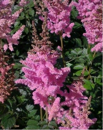 Astilbe Vision in Pink 1 gal