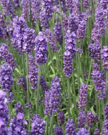 Lavender Sweet Romance 1 gal