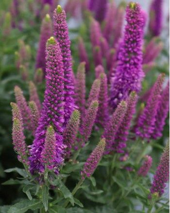 Veronica Magic Show Purple 1gal