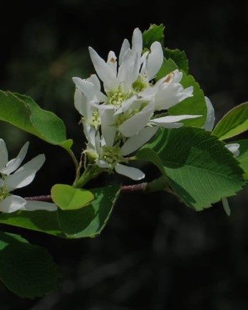 Western Serviceberry 1 gal