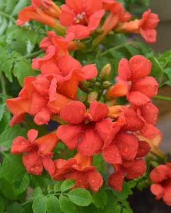 Trumpet Vine Summer Jazz Fire 2gal