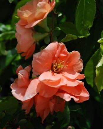 Flw Quince Cameo 1gal