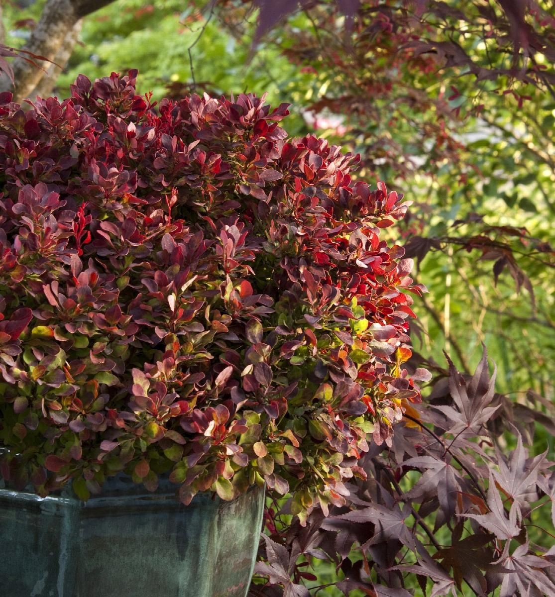 Barberry Golden Ruby 1gal