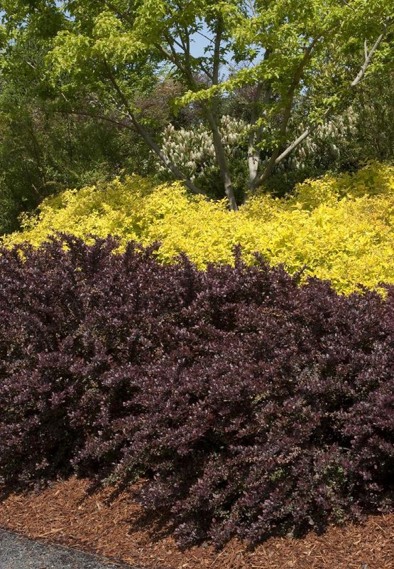 Barberry Ruby Pygmy 1gal
