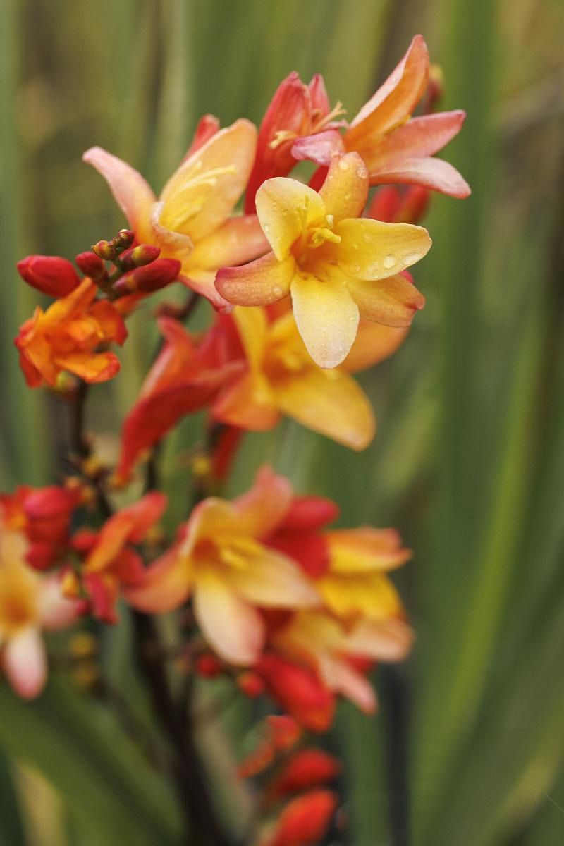 Crocosmia Orange Pekoe 2gal