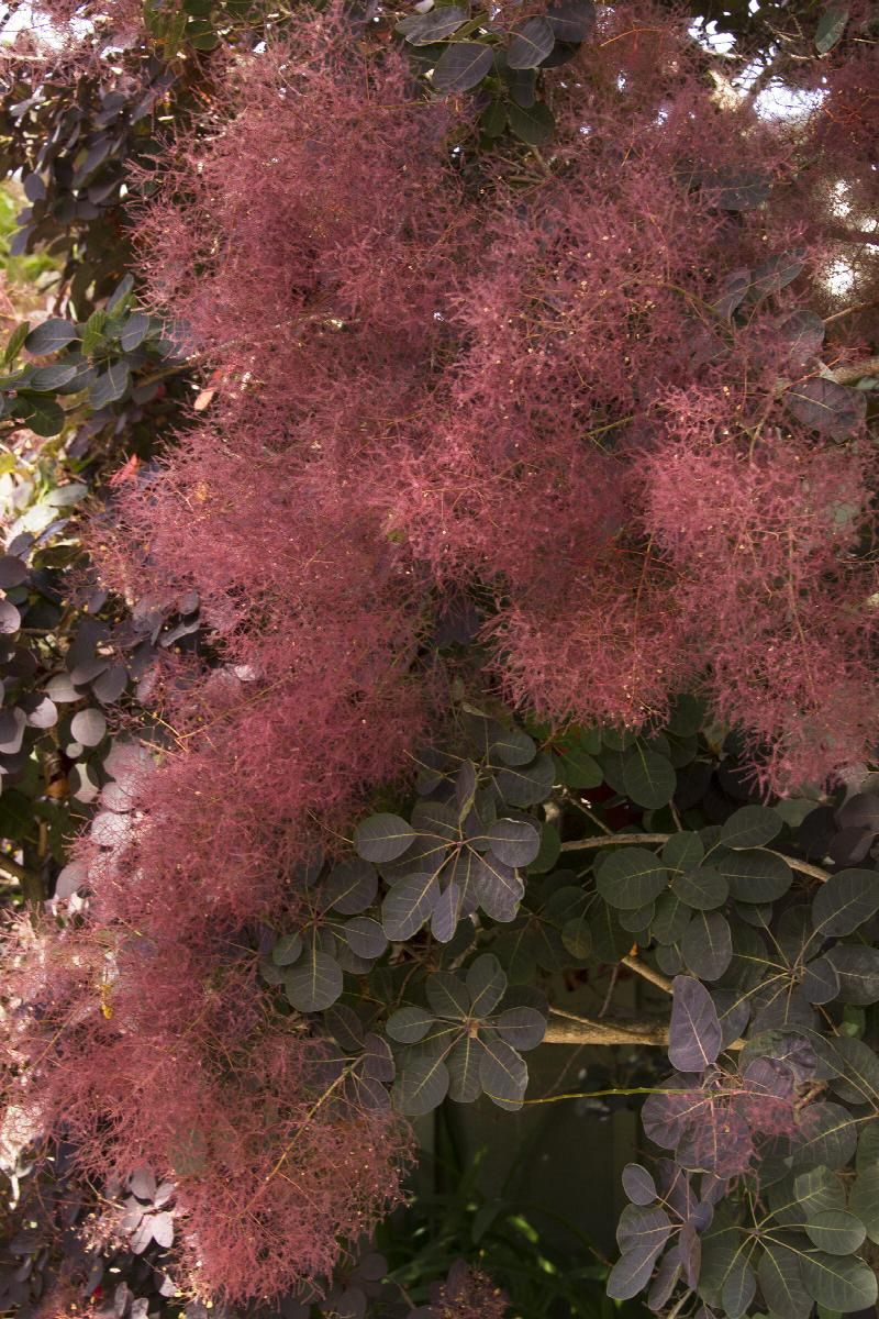 Cotinus Purple Smokebush 2gal