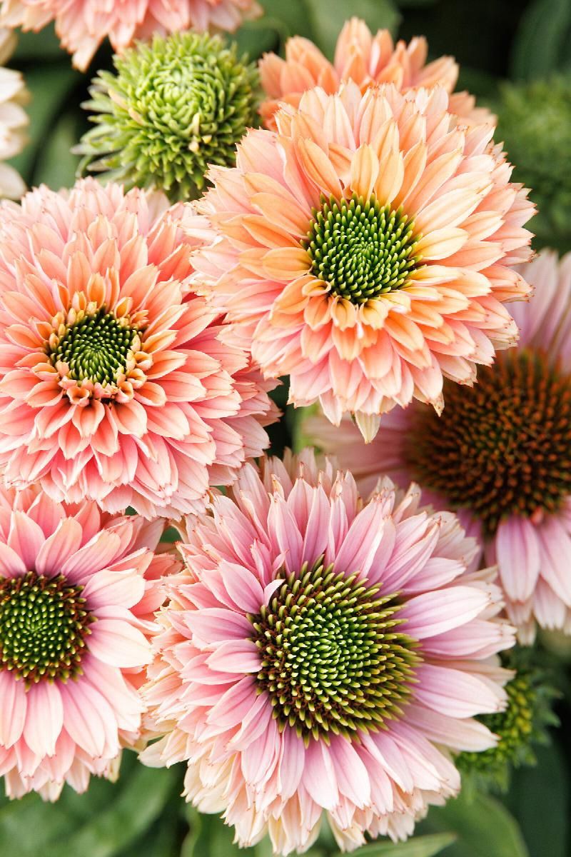 Echinacea Sunseekers Pumpkin Pie 1gal