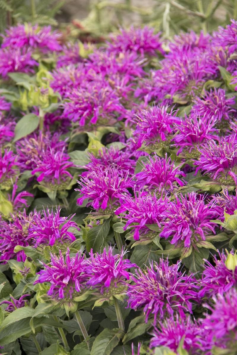 Monarda Balmy Lilac 1gal