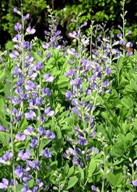 Baptisia Australis 1gal