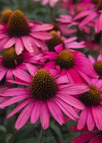 Echinacea Glowing Dream 1 gal