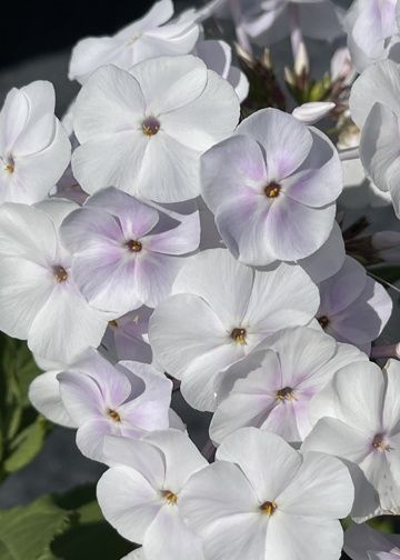 Phlox F. Early Crystal 1gal