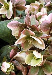 Hellebore Ivory Prince 1gal