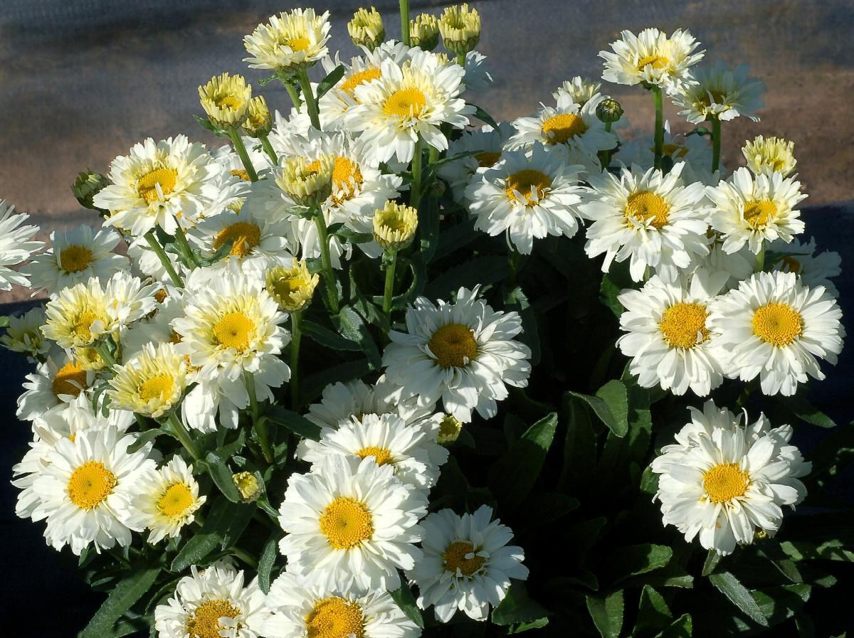 Shasta Daisy Sugar Bowl 1gal