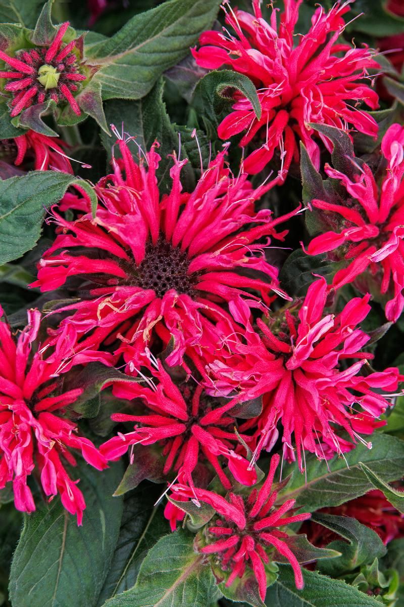 Monarda Balmy Rose 1gal