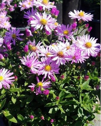 Aster Kickin&#39; Pink Chiffon 1gal