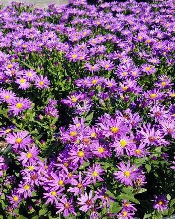 Aster Kickin Purpler 1gal