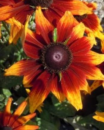 Echibeckia Summerina Sizzling Sunset 1gal