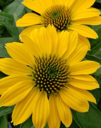 Echinacea Sombrero Summer Solstice 1gal