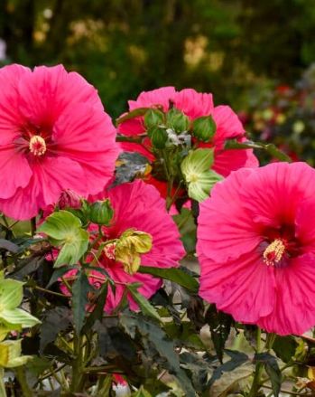 Hibiscus Watermelon Ruffles 2 gal