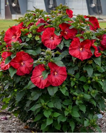 Hibiscus Summerific Valentine&#39;s Crush 2gal
