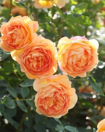 DA Rose Lady of Shalott 3 gal
