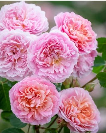 DA Rose Eustacia Vye 3 gal