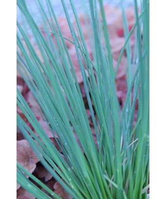 Juncus Blue Arrows 1 gal