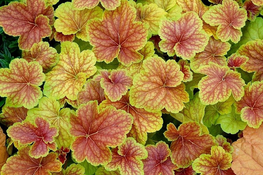 Heuchera Delta Dawn Qt