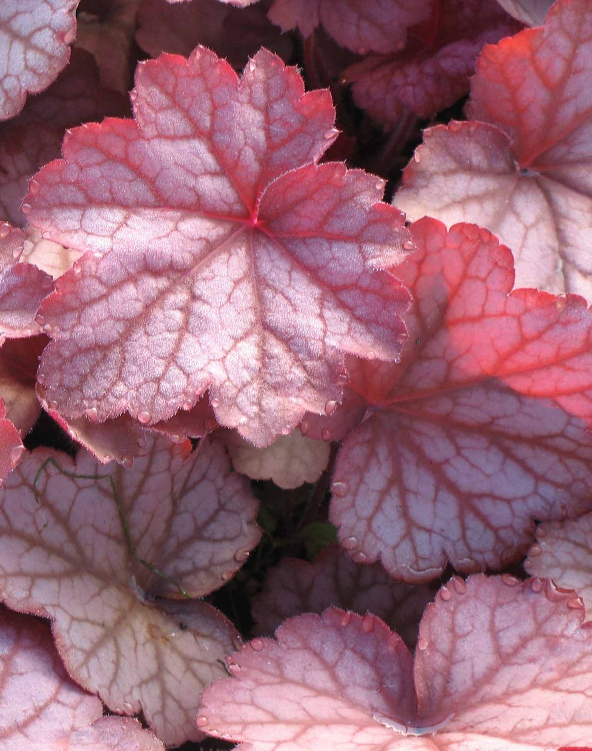 Heuchera Georgia Peach Qt