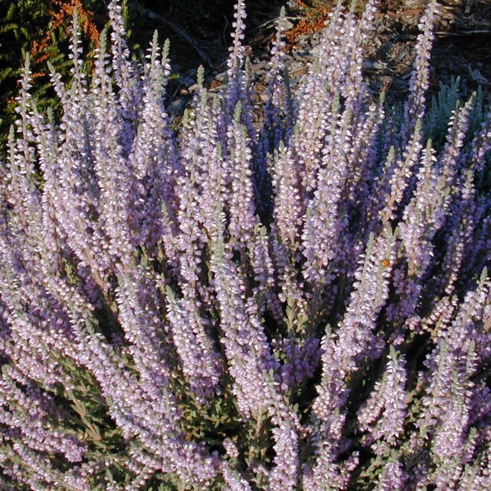 Calluna Silver Knight 4&quot;