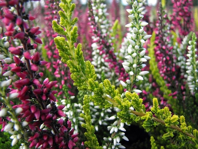 Calluna Garden Girls 4&quot;