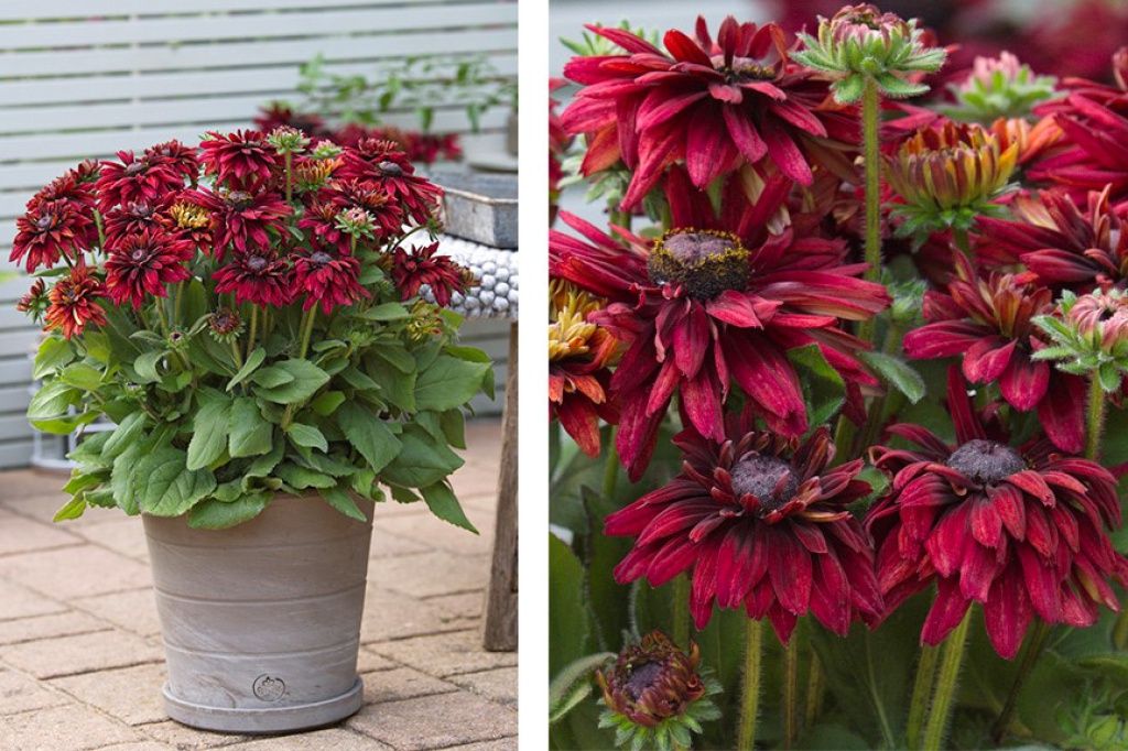 Rudbeckia Sunbeckia Graffiti Scarlet 1 gal