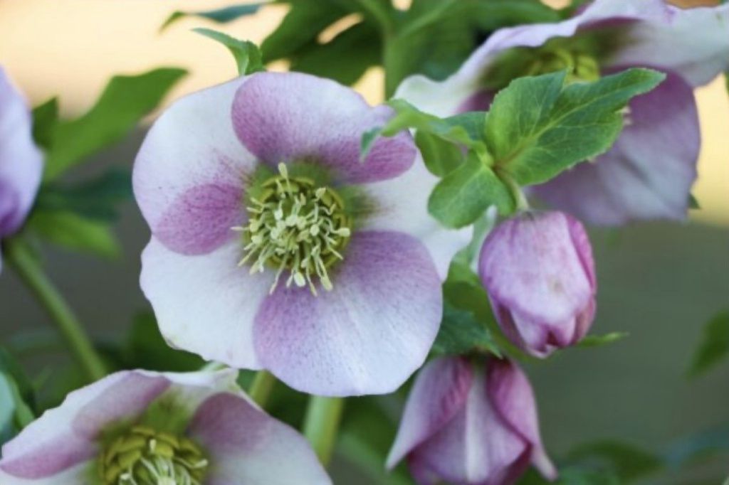 Hellebore ViV Rosa 1 gal