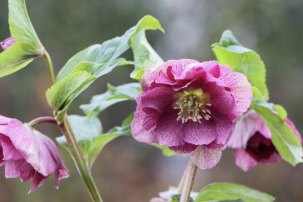 Hellebore ViV Laura 1 gal