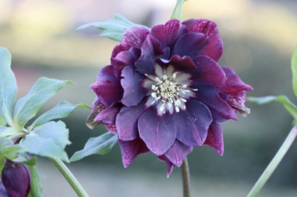 Hellebore ViV Luisa 1 gal