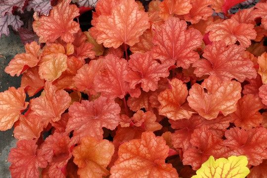 Heuchera Rio 1 gal