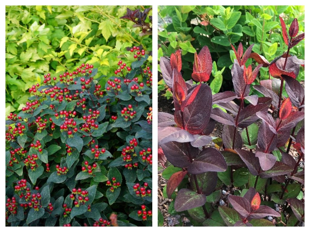 Hypericum Magical Midnight 1 gal