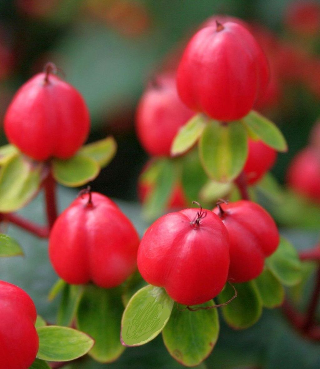 Hypericum Magical Triumph 1 gal
