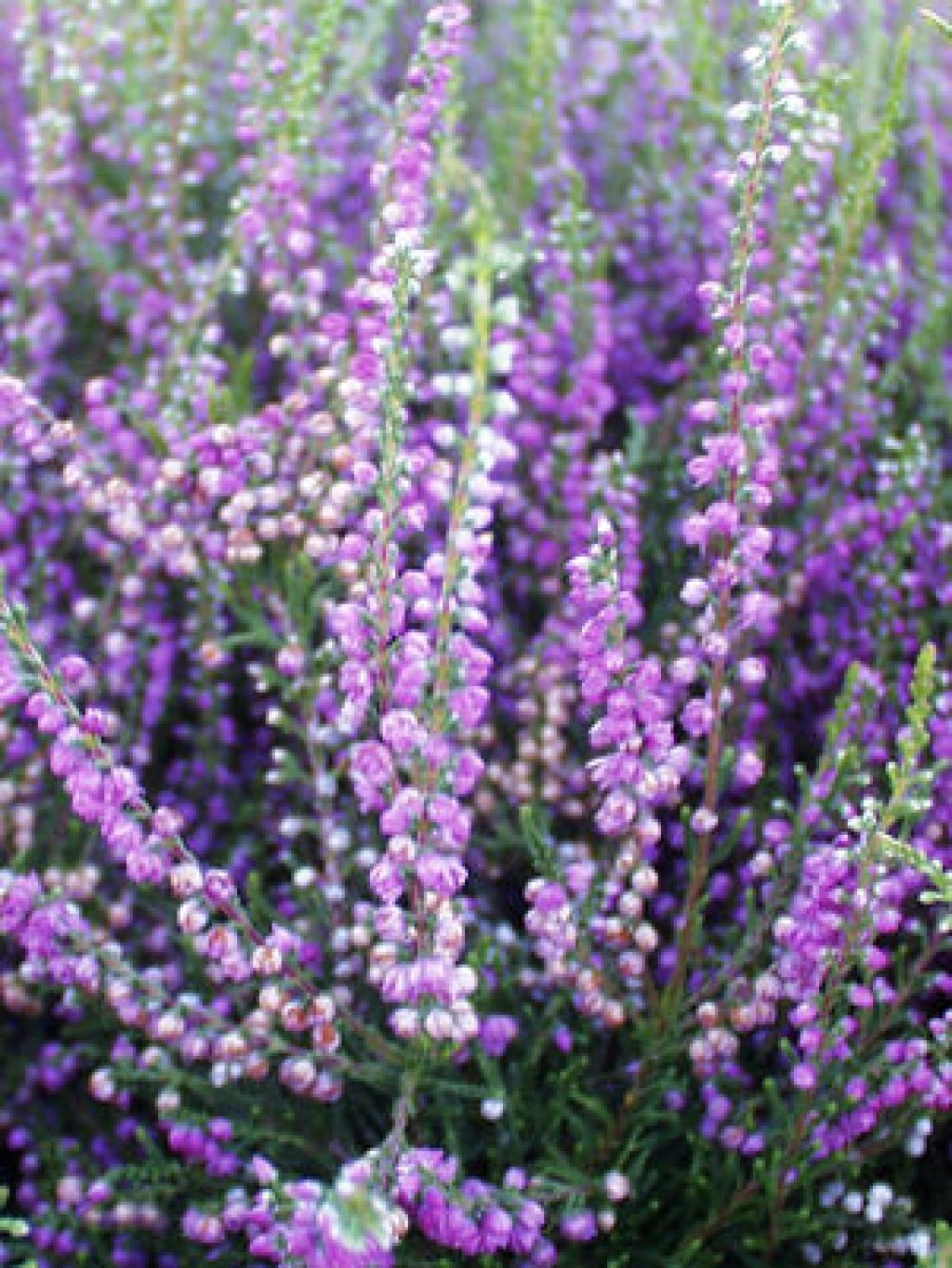 Calluna Tib 1 gal
