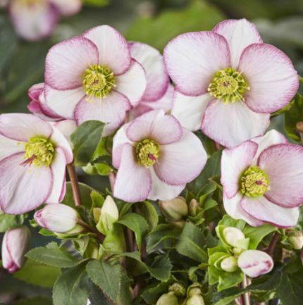 Hellebore Ice N Picotee Qt