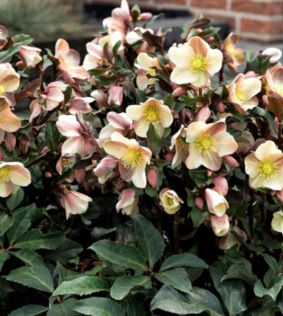 Hellebore Camelot Qt