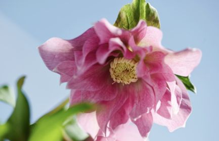 Hellebore Mirabella 1 gal